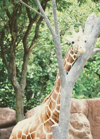 Glen Oak Zoo/Lunch